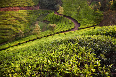 Scenery with green row bushes near country road turn at Tea plantations at sunset in Munnar, Kerala,...