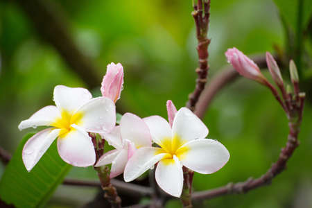 White and yellow frangipani flowers