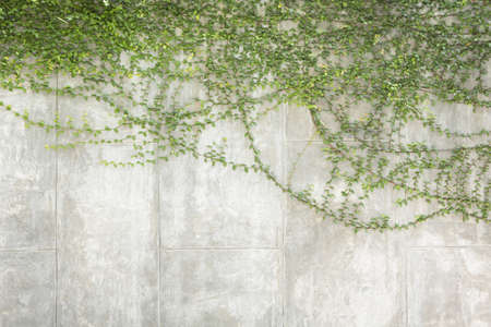 Green leaves wall background