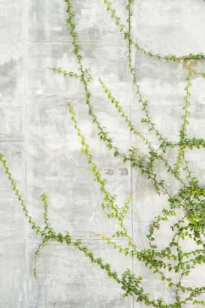 Green leaves wall backgroundの写真素材