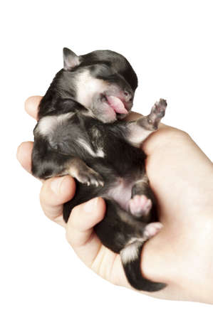 Newborn puppy in the caring handの写真素材