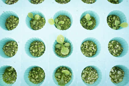 Hydrophonic Plantation