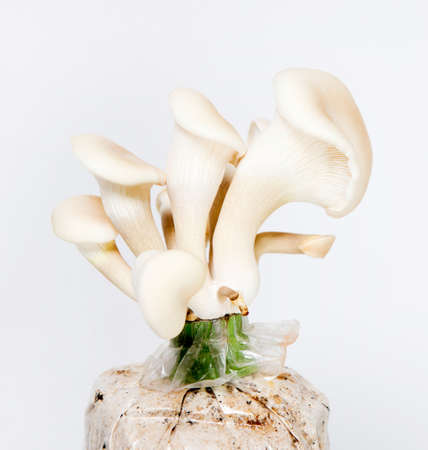 Mushrooms cultivation on white backgroundの写真素材