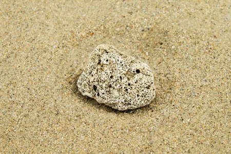 Dead coral on the beachの写真素材