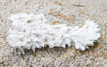 Dead coral on the beachの写真素材