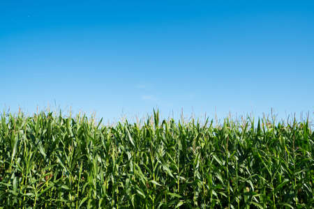 Beautiful green maize fieldの写真素材