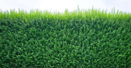 Green leaves wall backgroundの写真素材