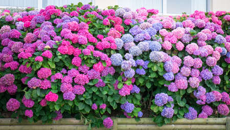 Bunch of flowers