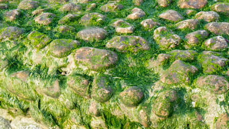 Green moss on old stone ground