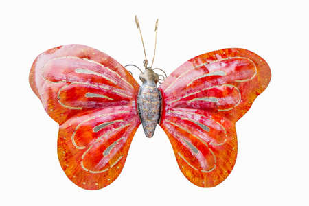 Butterfly, isolated on white backgroundの写真素材