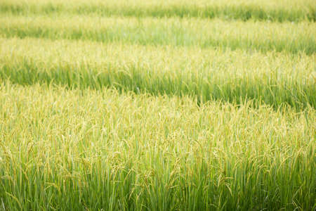 Rice fieldの写真素材