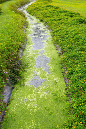 The Green Summer Lawnの写真素材