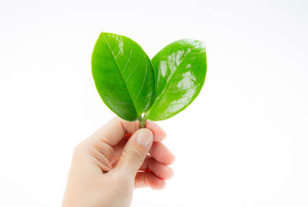 Leaves of Zamioculcas Zamifolia in hand on white backgroundの写真素材