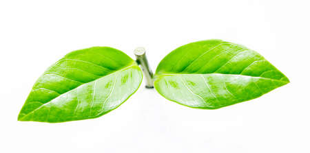 Leaves of Zamioculcas Zamifolia in hand on white background 