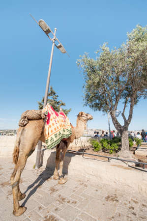 Camel for riding tourists in Israelの写真素材