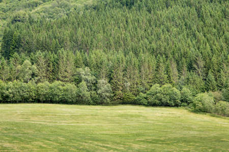 Landscape with pine forestsの写真素材