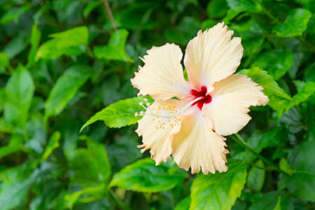 Close up Hibiscus flower or Hibiscus syriacus L and Queen of Tropic Flowerの写真素材