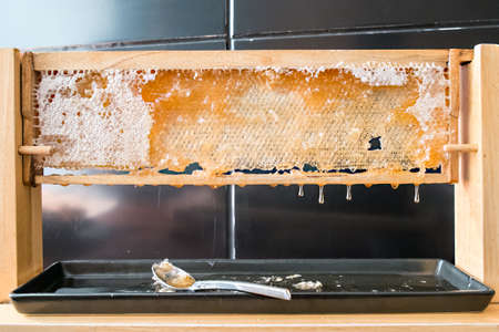 Honey Beeの写真素材