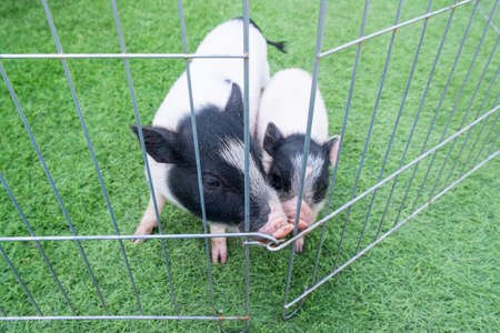 small pig on a grassの写真素材