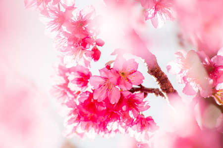 Yoshino cherry Blossoms in Thailanの写真素材