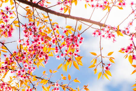 Yoshino cherry Blossoms in Thailanの写真素材