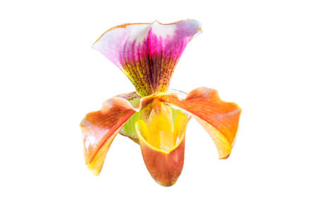 A close up of the flower orchid lady's slipper. Isolated on white.の写真素材