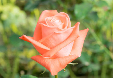 A close up macro shot of a Orange roseの写真素材