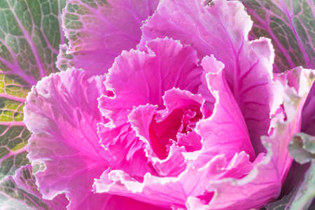 Decorative purple cabbage or kale, Purple decorative cabbageの写真素材