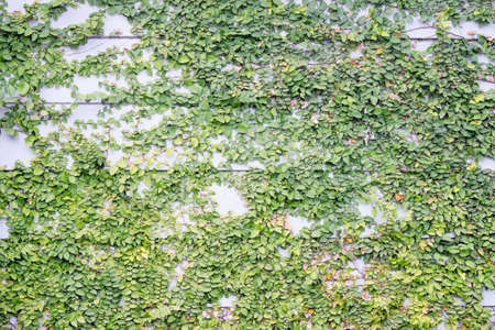 Green leaves wall backgroundの写真素材