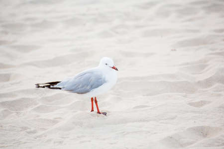 Picture of a beautiful seagull on the beach