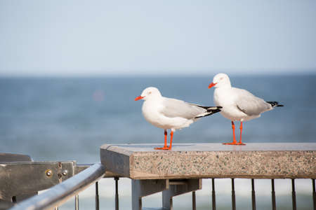 Picture of a beautiful seagull in front of oceanの写真素材
