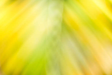 Nature green concept blurred background in gardenの写真素材