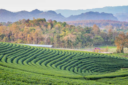 Beautiful fresh green tea plantation in Thailand