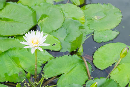 close up of Lotus blooming in the pondの写真素材