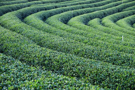 Beautiful fresh green tea plantation in Thailandの写真素材