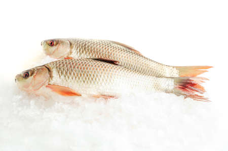Fresh mackerel fish (Scomber scrombrus) on ice