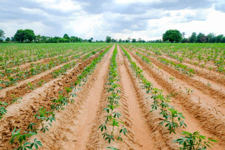 Cassava plantation Northeast of Thailandの写真素材