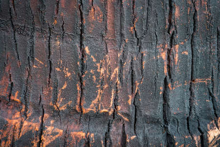 Wood texture background / Wood textureの写真素材