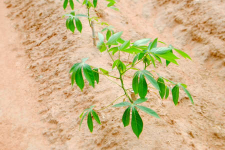 closeup cassava tree in Thailandの写真素材
