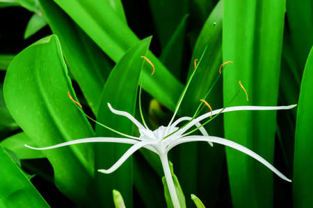 Beautiful white spider lily, Hymenocallis littoralis, with its distinctive long spindly delicate petals growing in a lush gardenの写真素材
