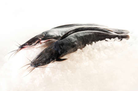 Fresh mackerel fish (Scomber scrombrus) on iceの写真素材