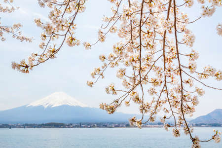 Cherry Blossom with Mt Fuji at lake Kawaguchikoの写真素材