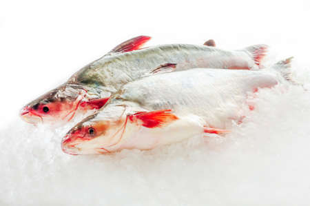 Fresh mackerel fish (Scomber scrombrus) on iceの写真素材