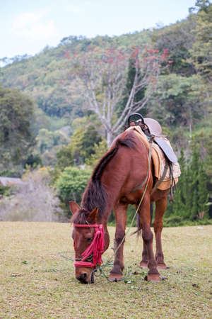 mule among on the mountainの写真素材