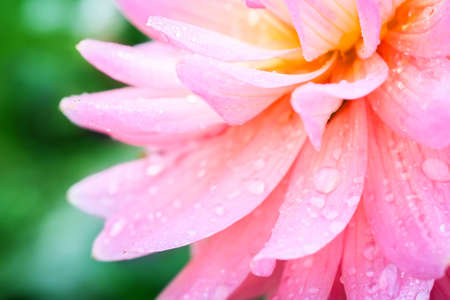 Beautiful pink rose with water droplets after rain in gardenの写真素材