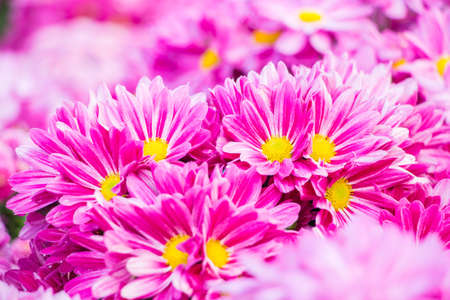 blooming beautiful pink flow