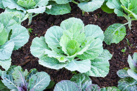 The cabbage farm on the mountain landの写真素材
