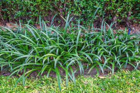 Peaceful Garden Lawnの写真素材