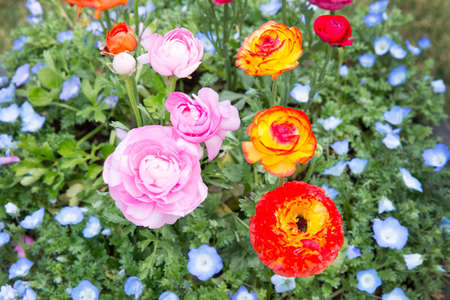 Beautiful roses