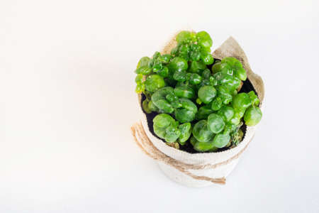 Plant in houseの写真素材